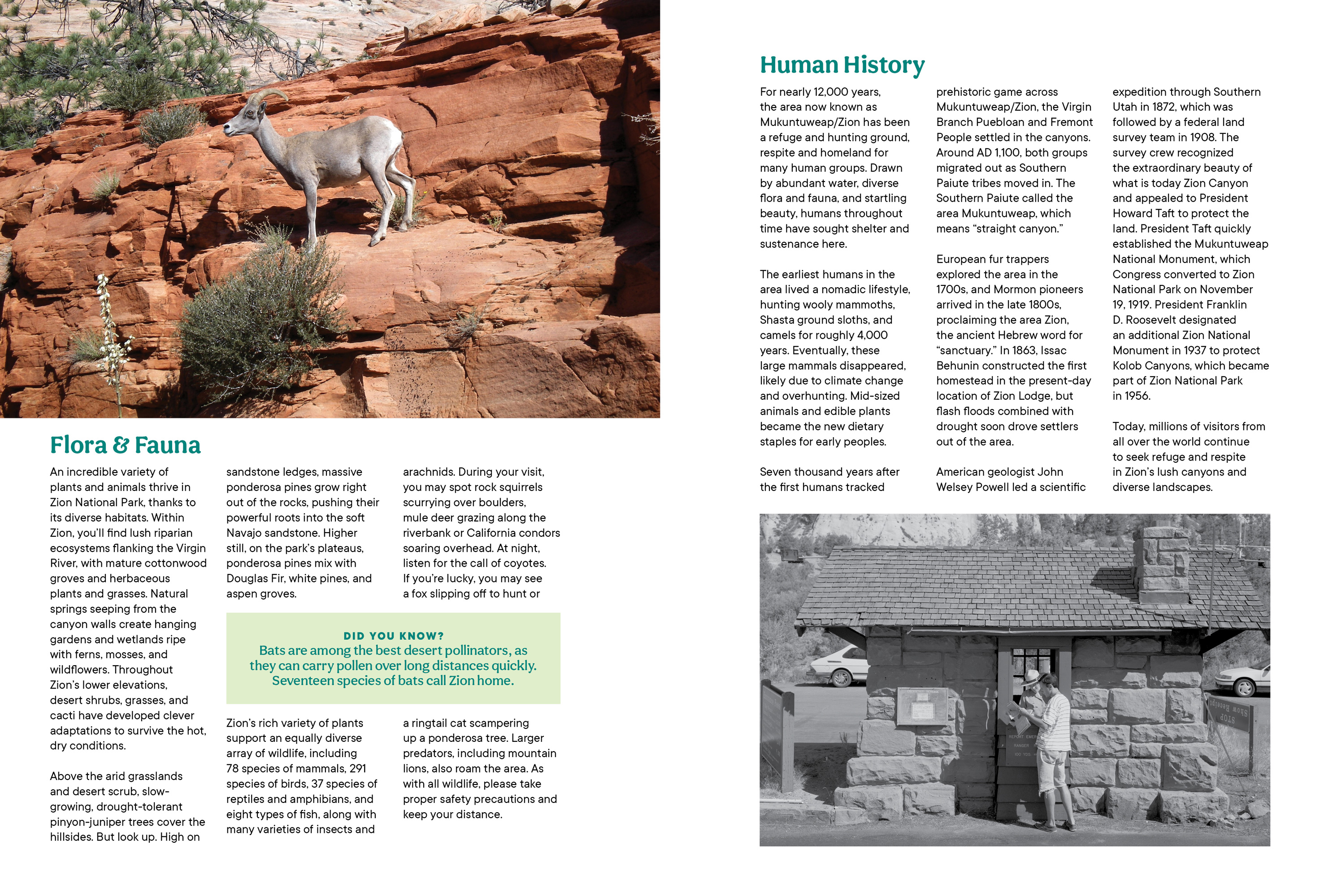 Zion National Park Lodge Room Guide by Megan Hillman Donovan